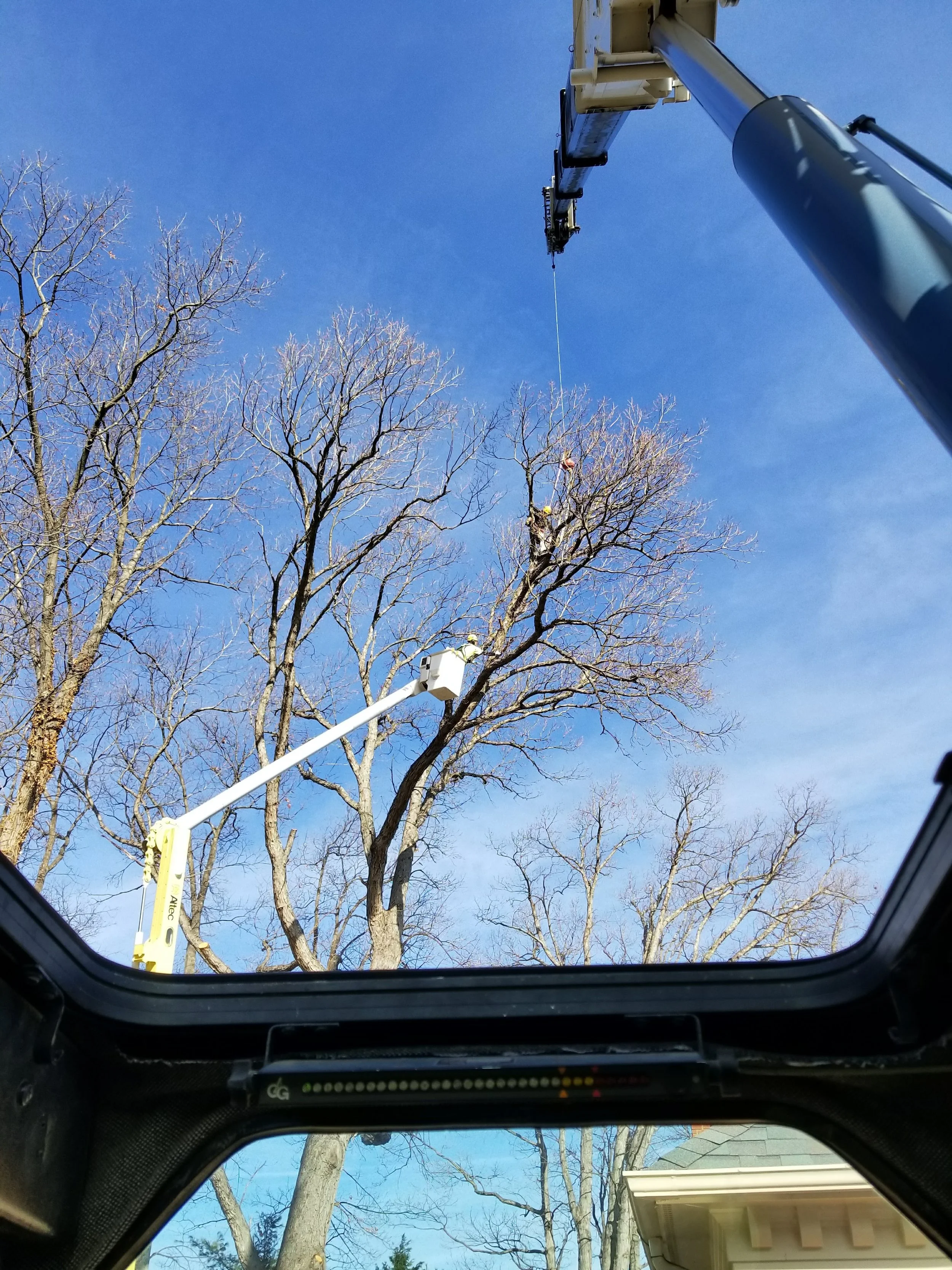 View through a skylight showing a tree trimming operation with a bucket truck and crane lifting a worker to trim branches of a tree against a blue sky.