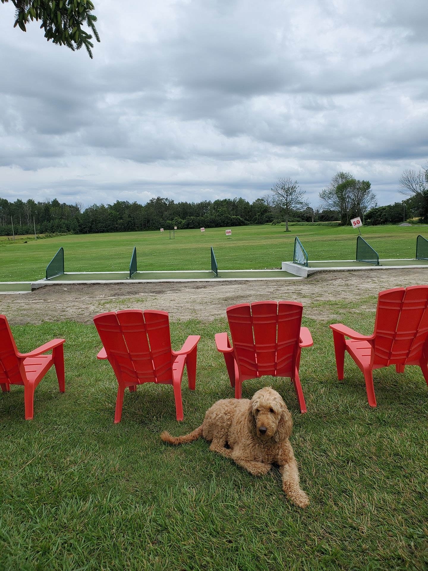 A golden doodle dog lying on green grass in front of red chairs, with a sunny driving range in the background.