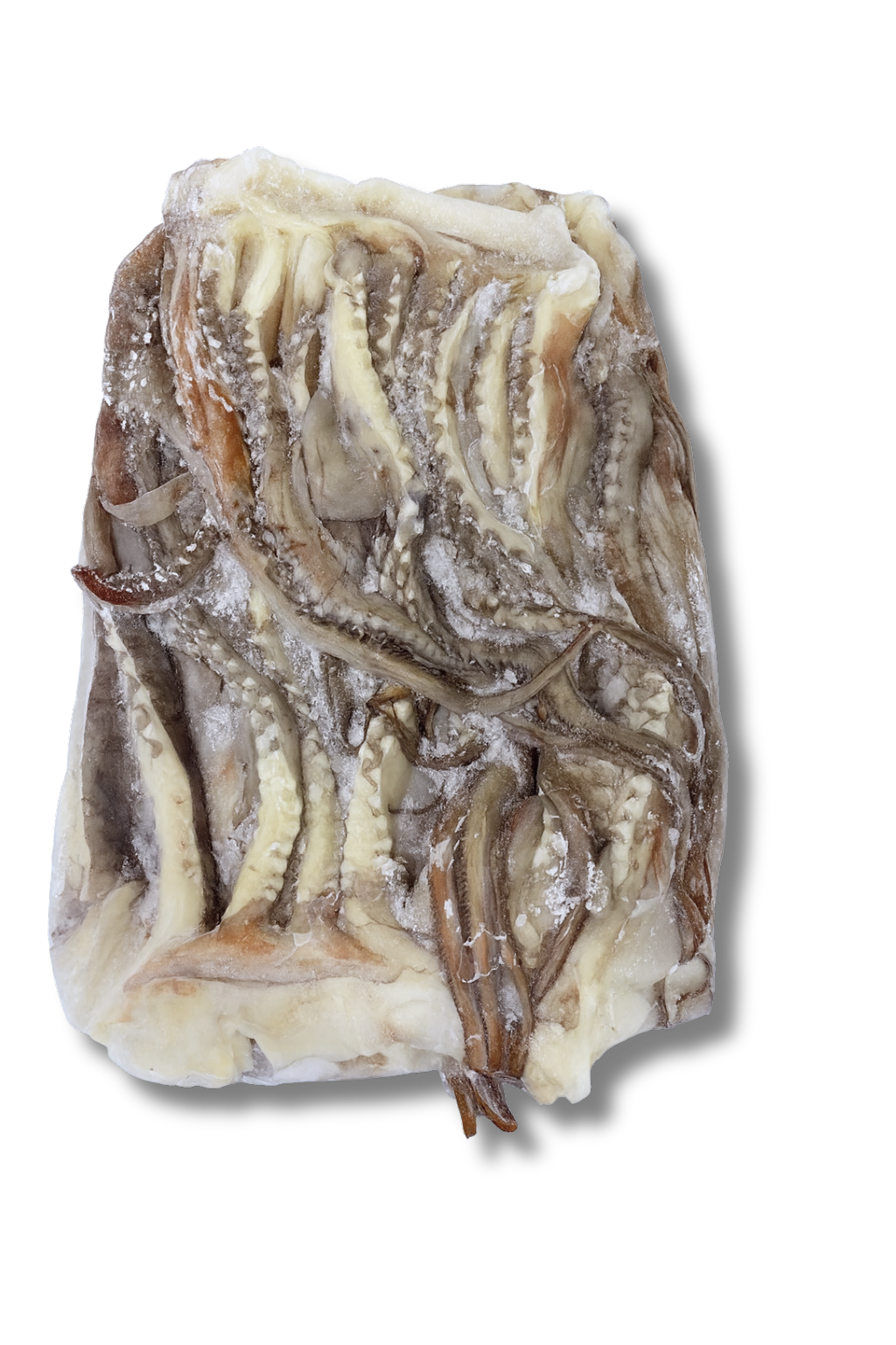 Tentáculos de calamar gigante congelados, Dosidicus gigas, Giant Squid Tentacle, frozen squid tentacle, squid tentacles, tentacle squid, mariscos, seafood, squid, calamar, Chilean seafood, Chilean squid,