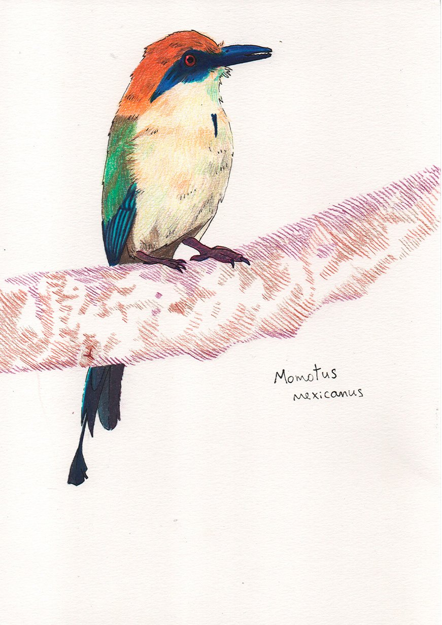 Momotus mexicanus