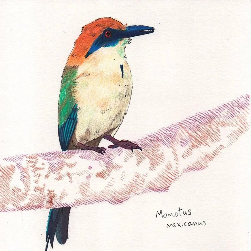 Aves mexicanas