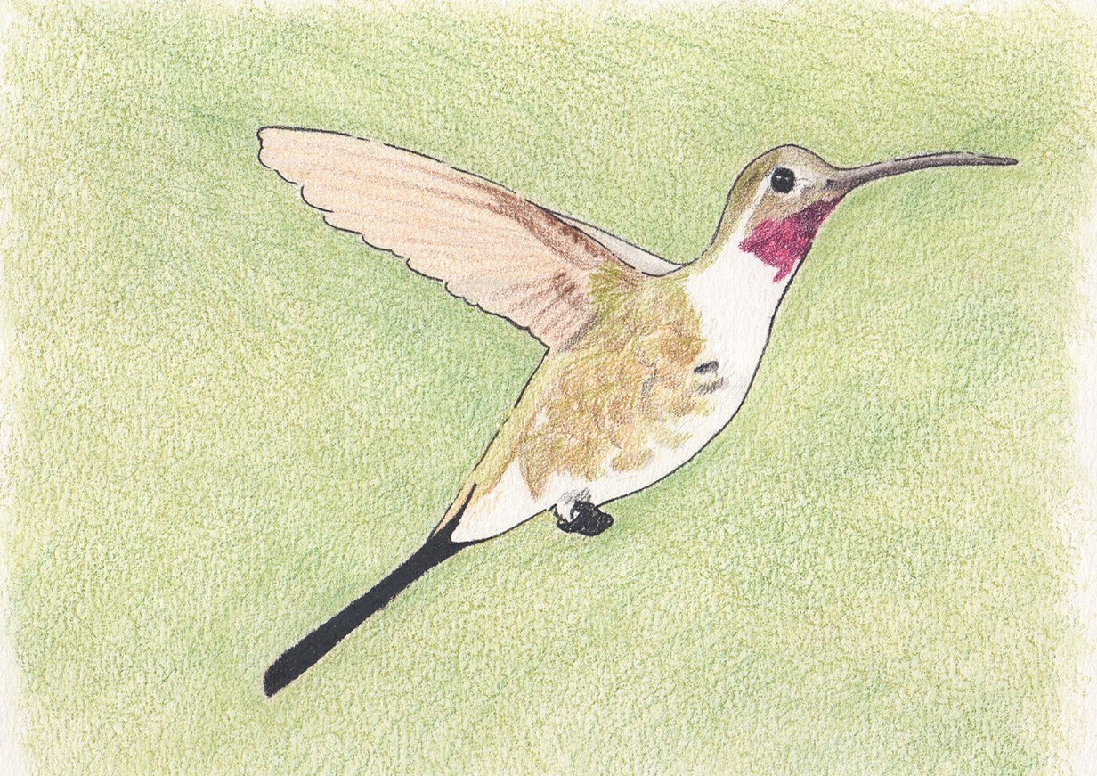 Colibrí