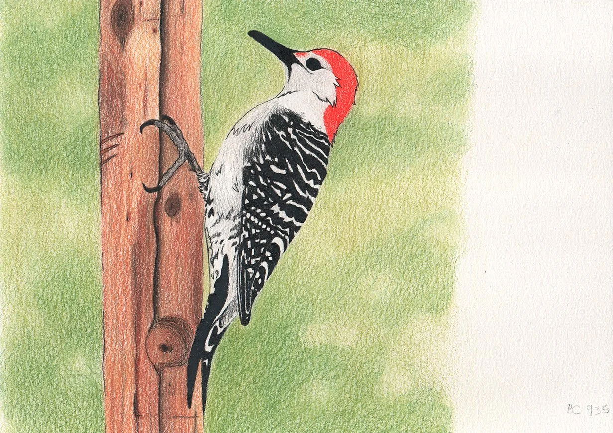 Pájaro carpintero