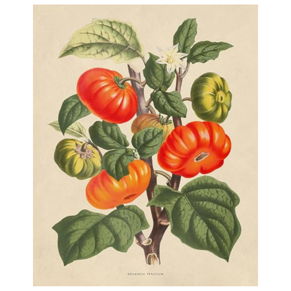 TOMATO ART PRINT