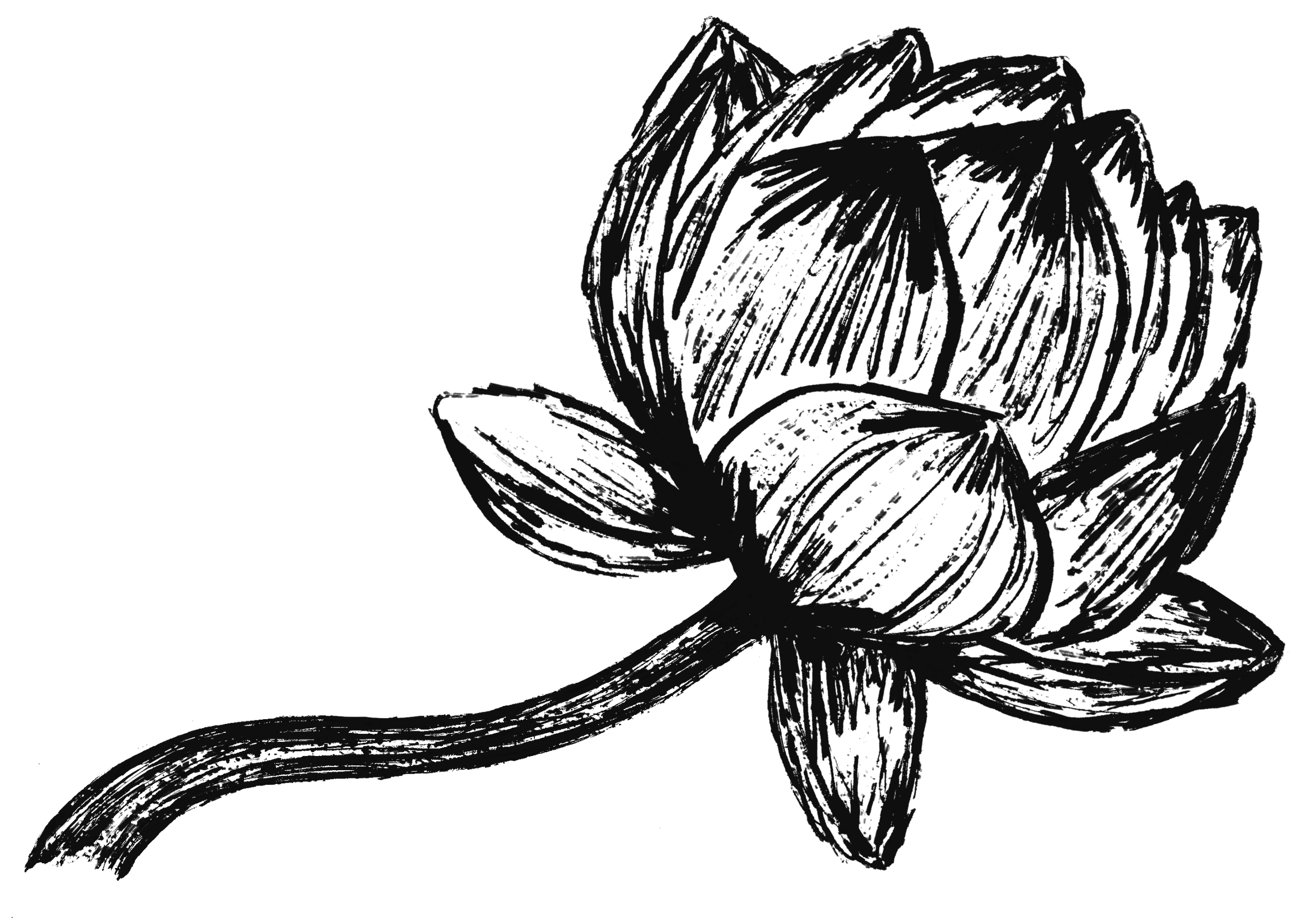 Lotus illustration as a symbol of opening and healing