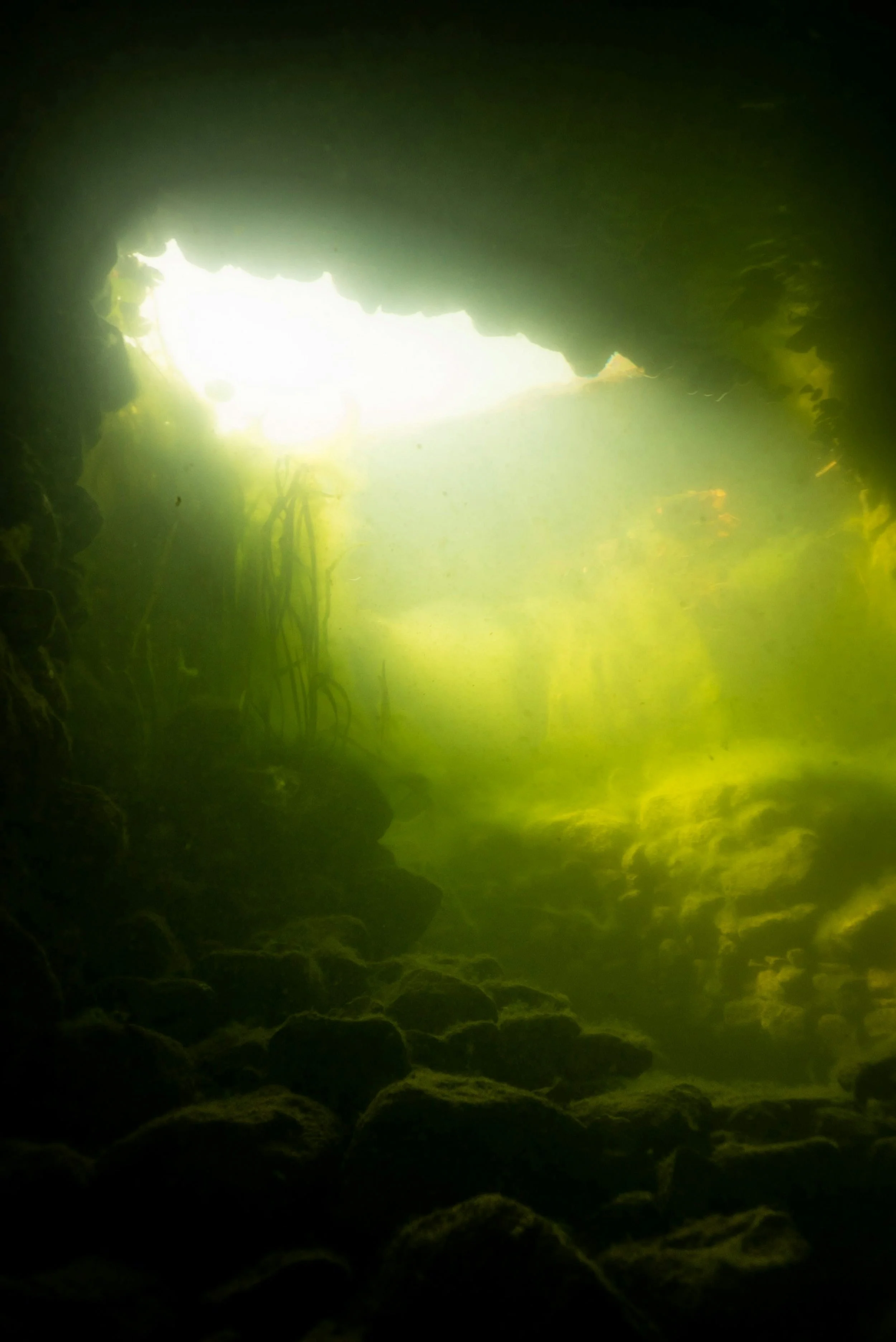 Light shining into a dark forest