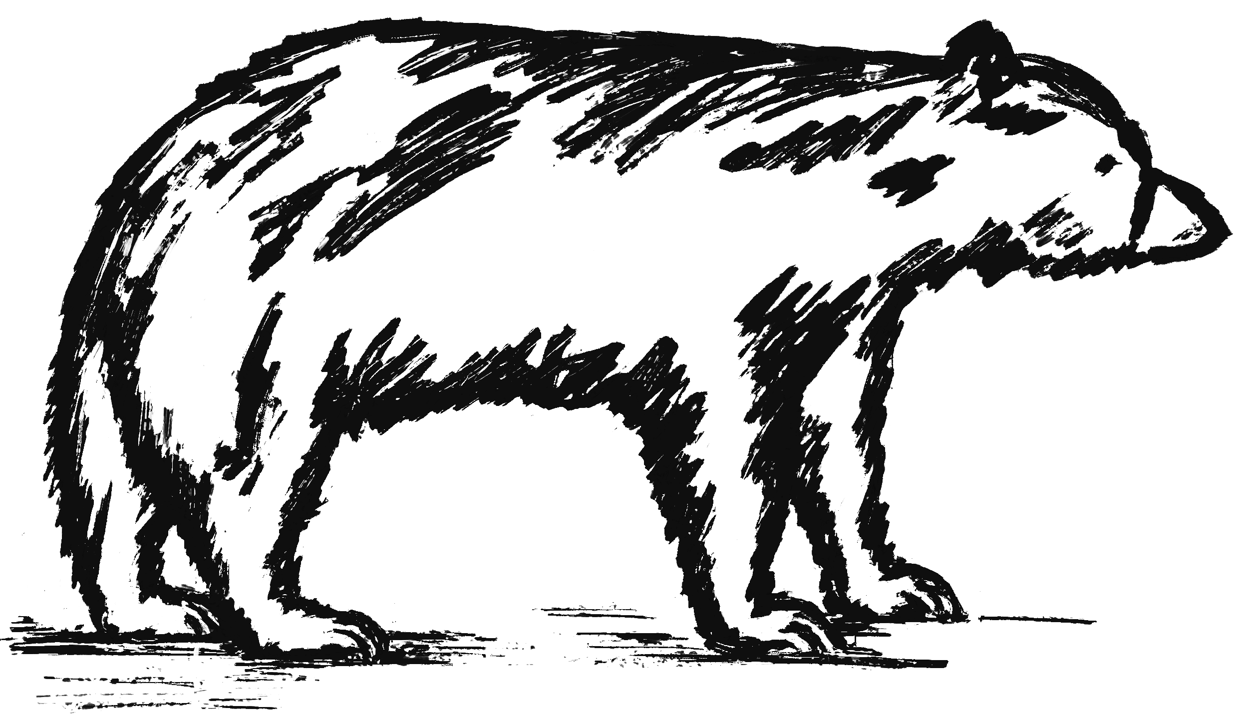 Bear illustration as a symbol of the wild.