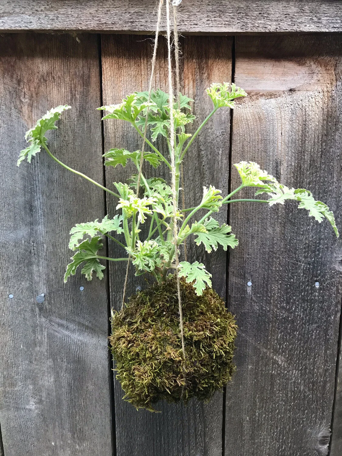 Kokedama Class