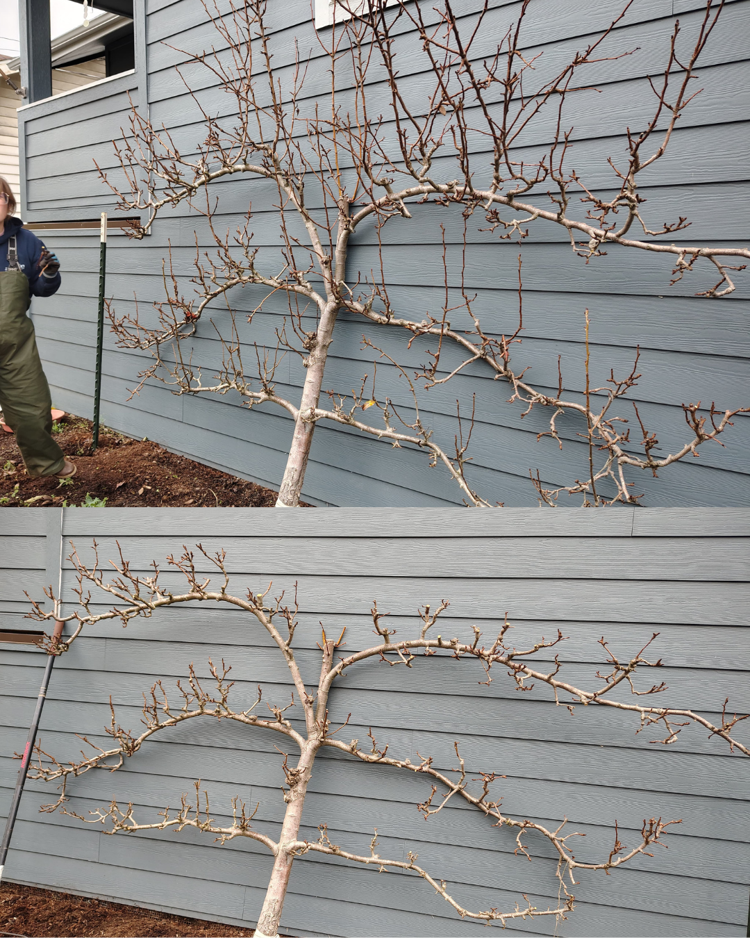 BeforeAfter Template (1).png