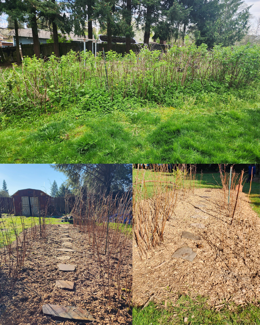 BeforeAfter Template.png