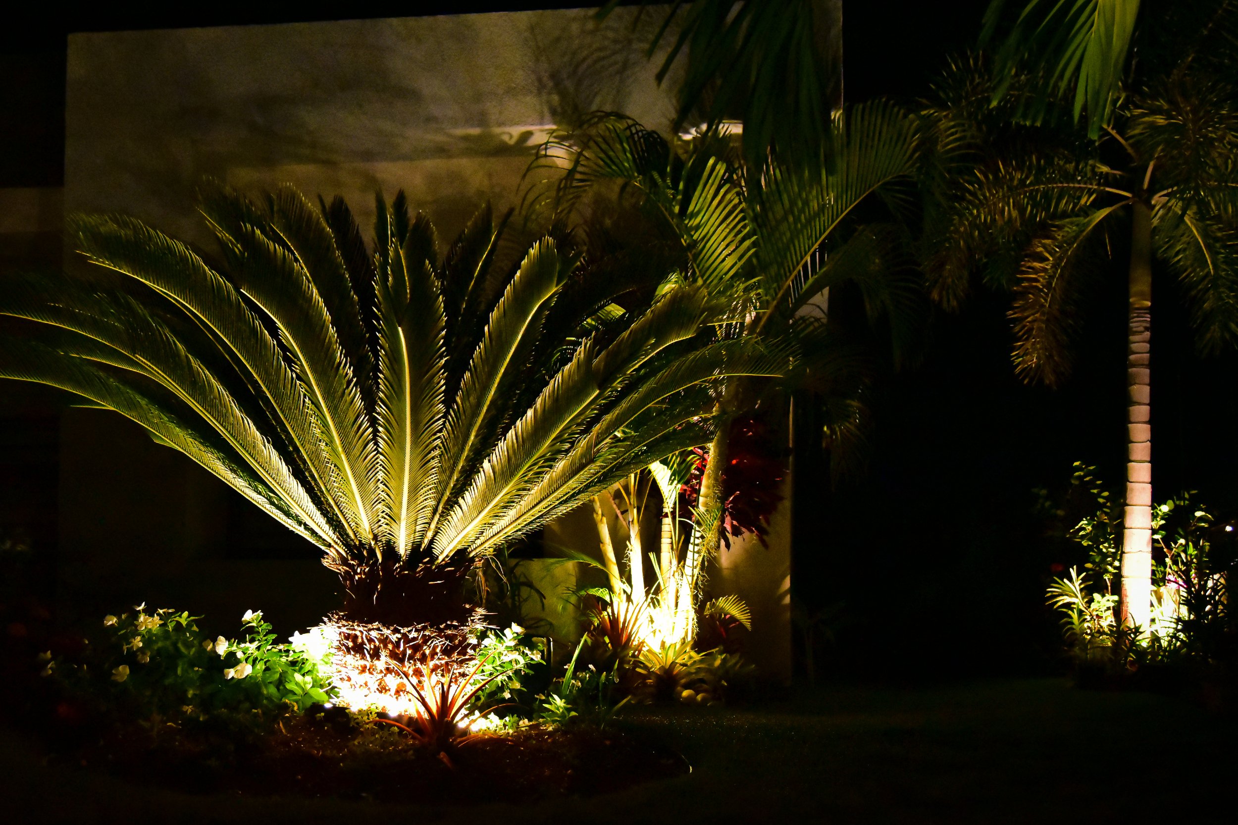 residential-landscape-lighting-cycad-palm-ocho-rios-jamaica-aurumscape.jpg