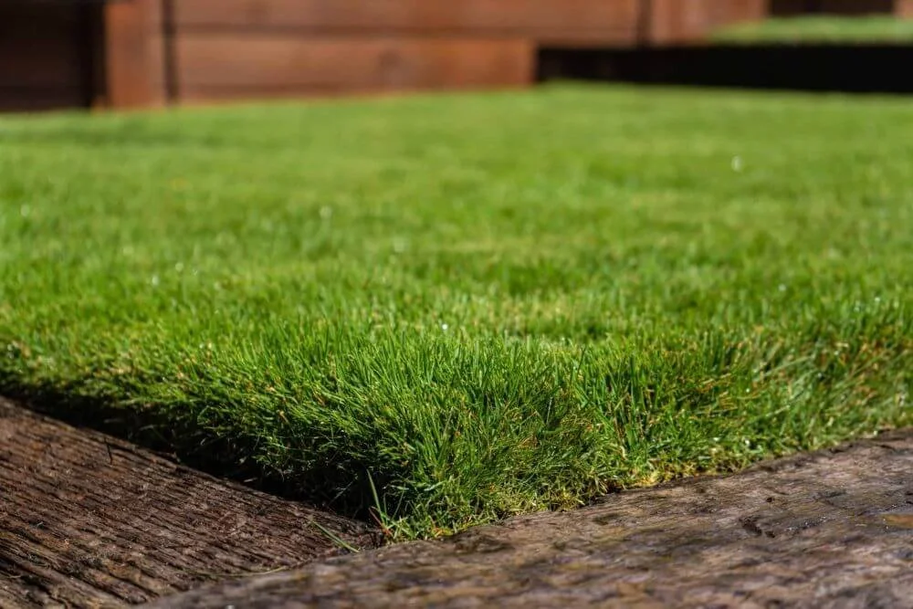 A close-up view of a dense, fine-textured Zoysia grass lawn with a clean edge, showcasing its low-maintenance, drought-tolerant qualities ideal for Jamaican landscaping.