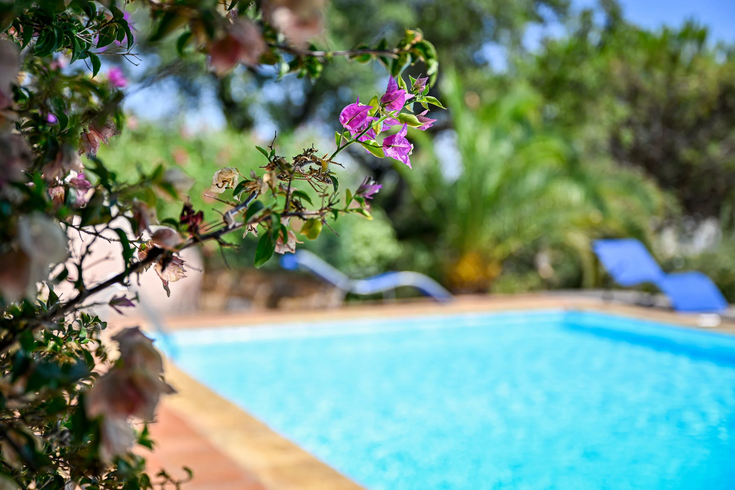 Tropical pool garden design featuring blooming bougainvillea in the foreground with a bright blue pool and lush greenery in Ocho Rios, Jamaica