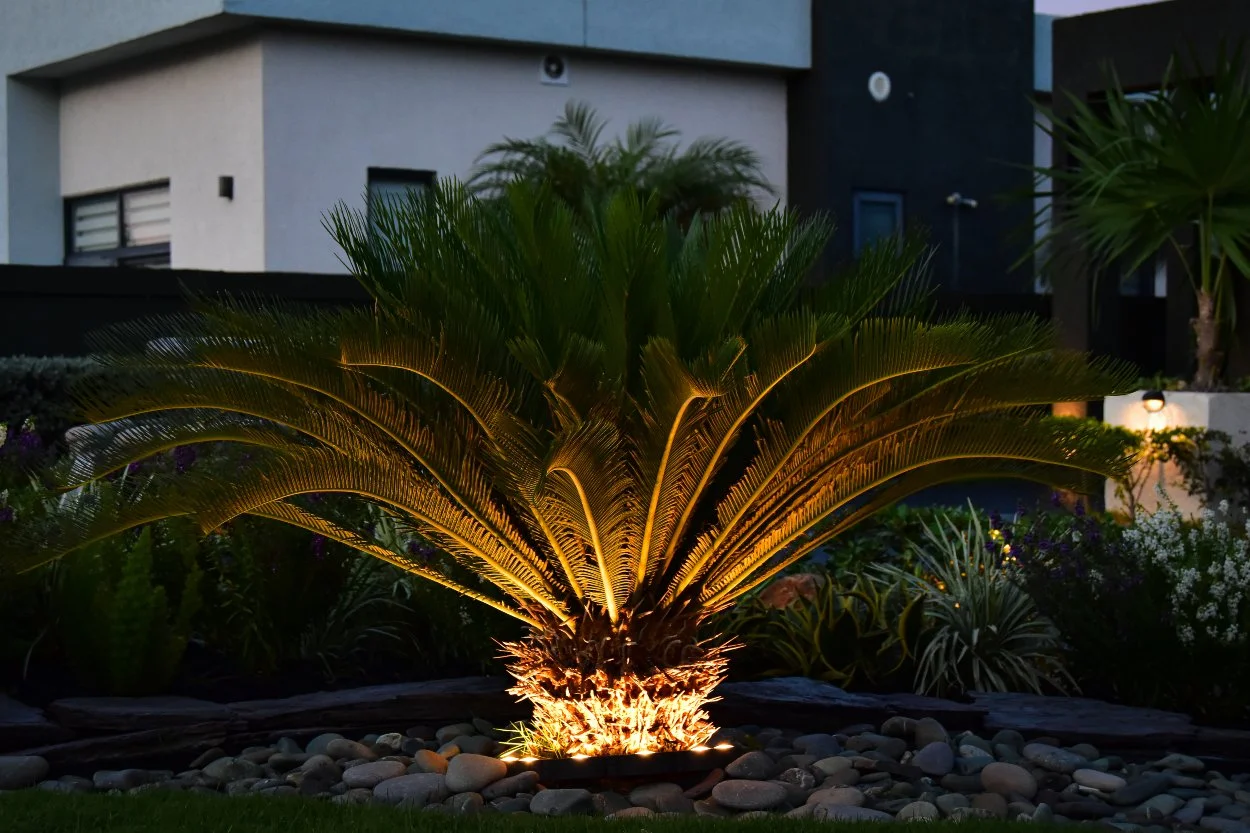Architectural landscape lighting illuminating a sago palm and tropical garden at night, showcasing luxury outdoor lighting design in Jamaica