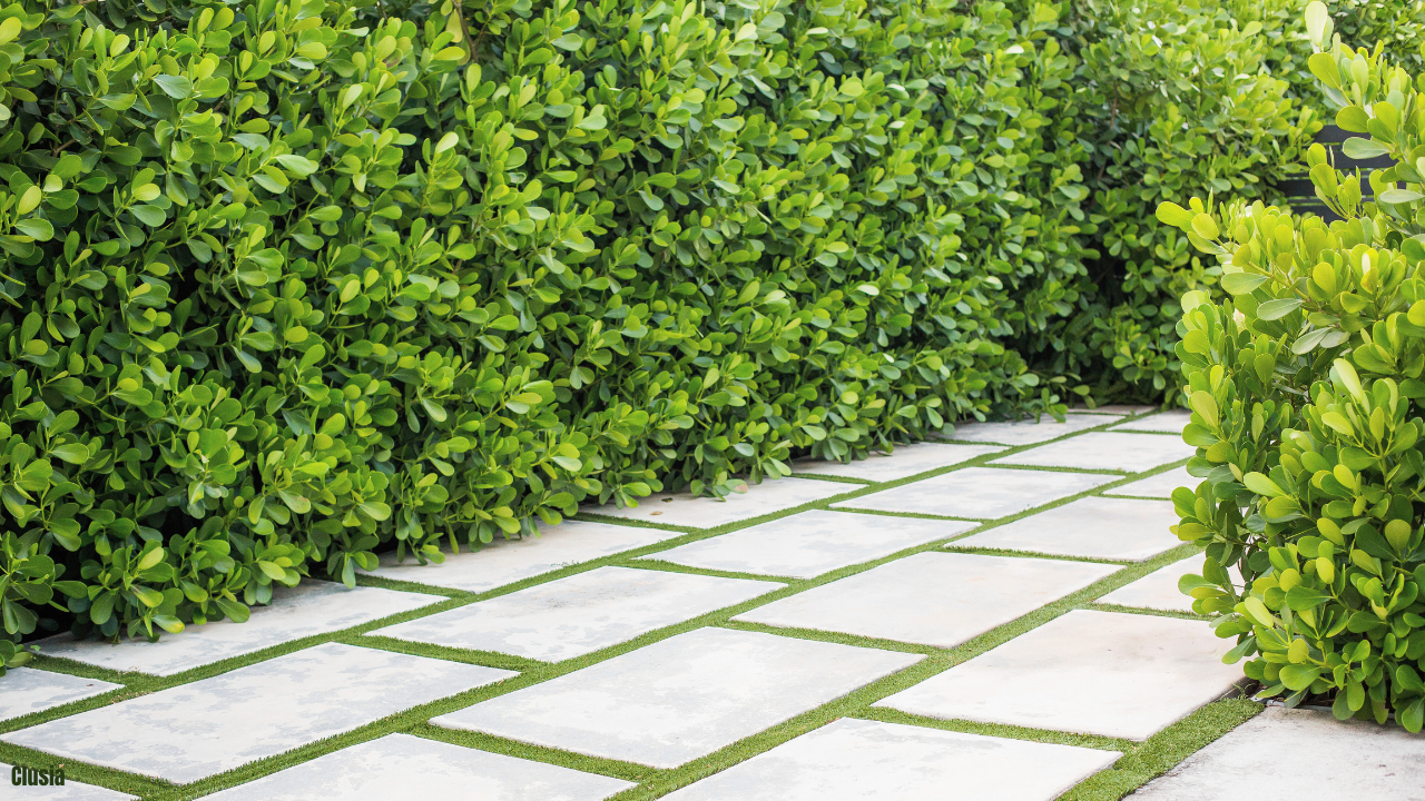 The Best Privacy Plants for Modern Homes (Fast-Growing + Low Maintenance)