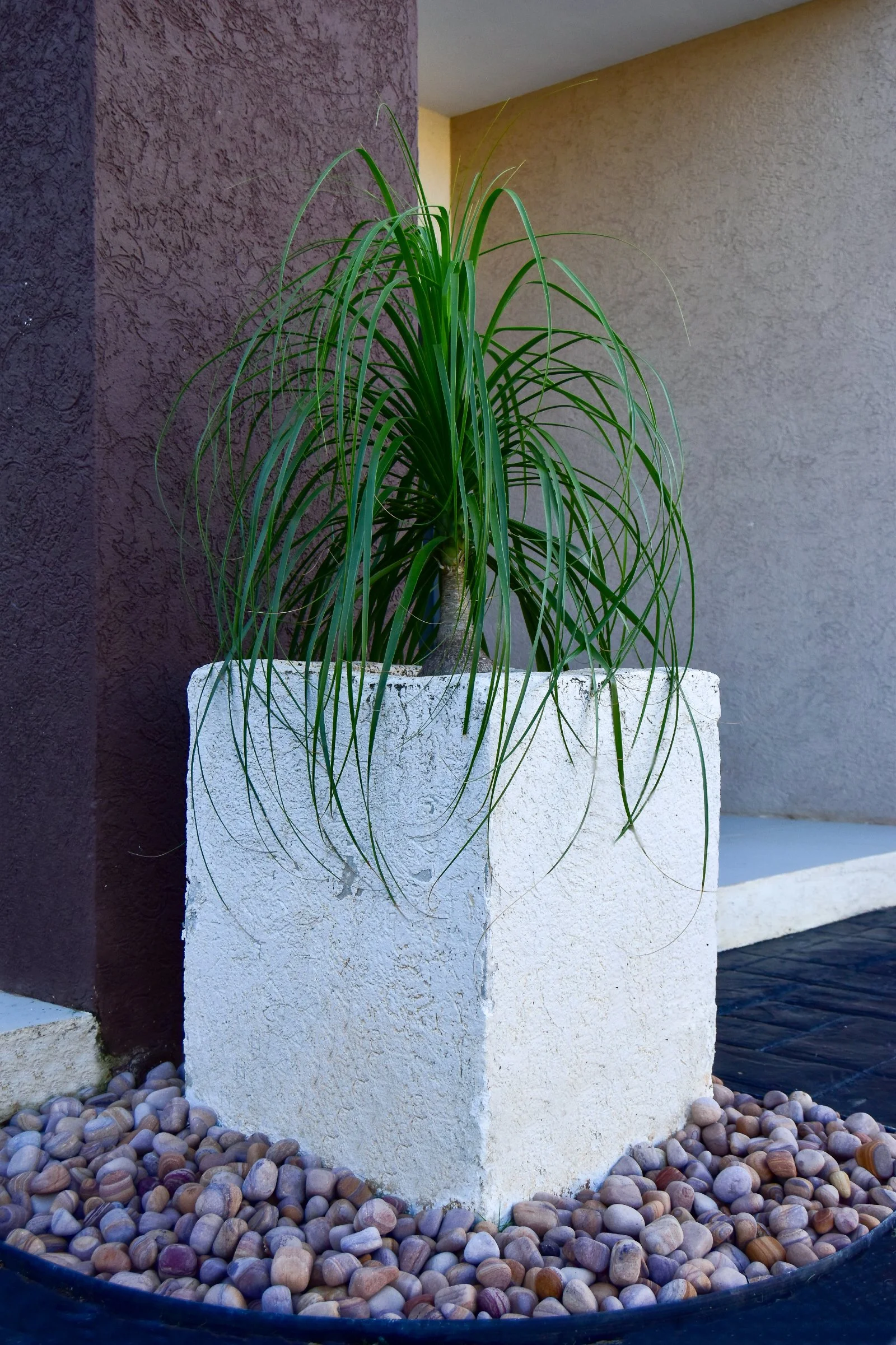 Modern planter with sculptural planting design by AurumScape in Jamaica
