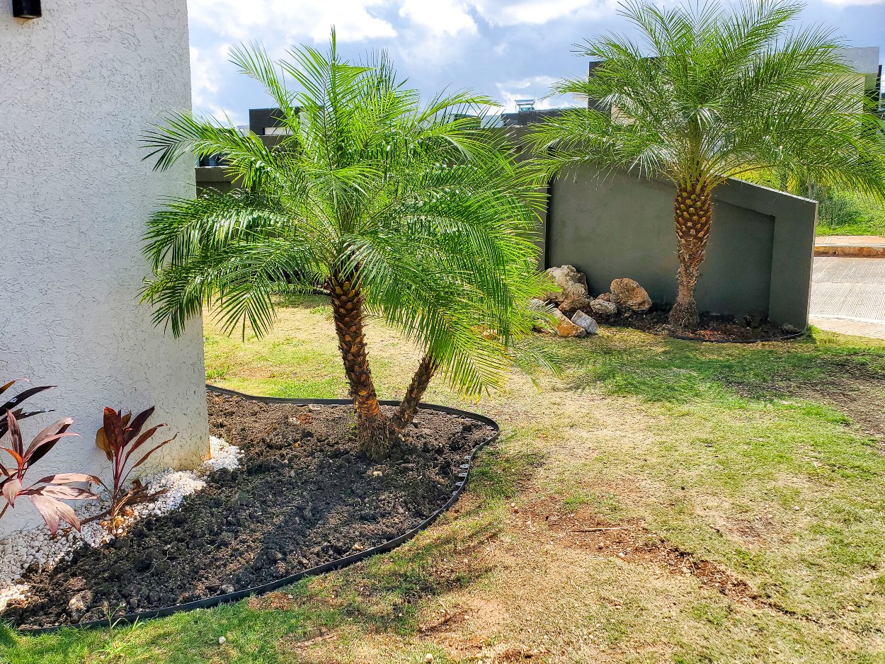 Newly planted palm trees in a tropical garden landscape with fresh soil preparation and modern architectural backdrop in Ocho Rios, Jamaica.