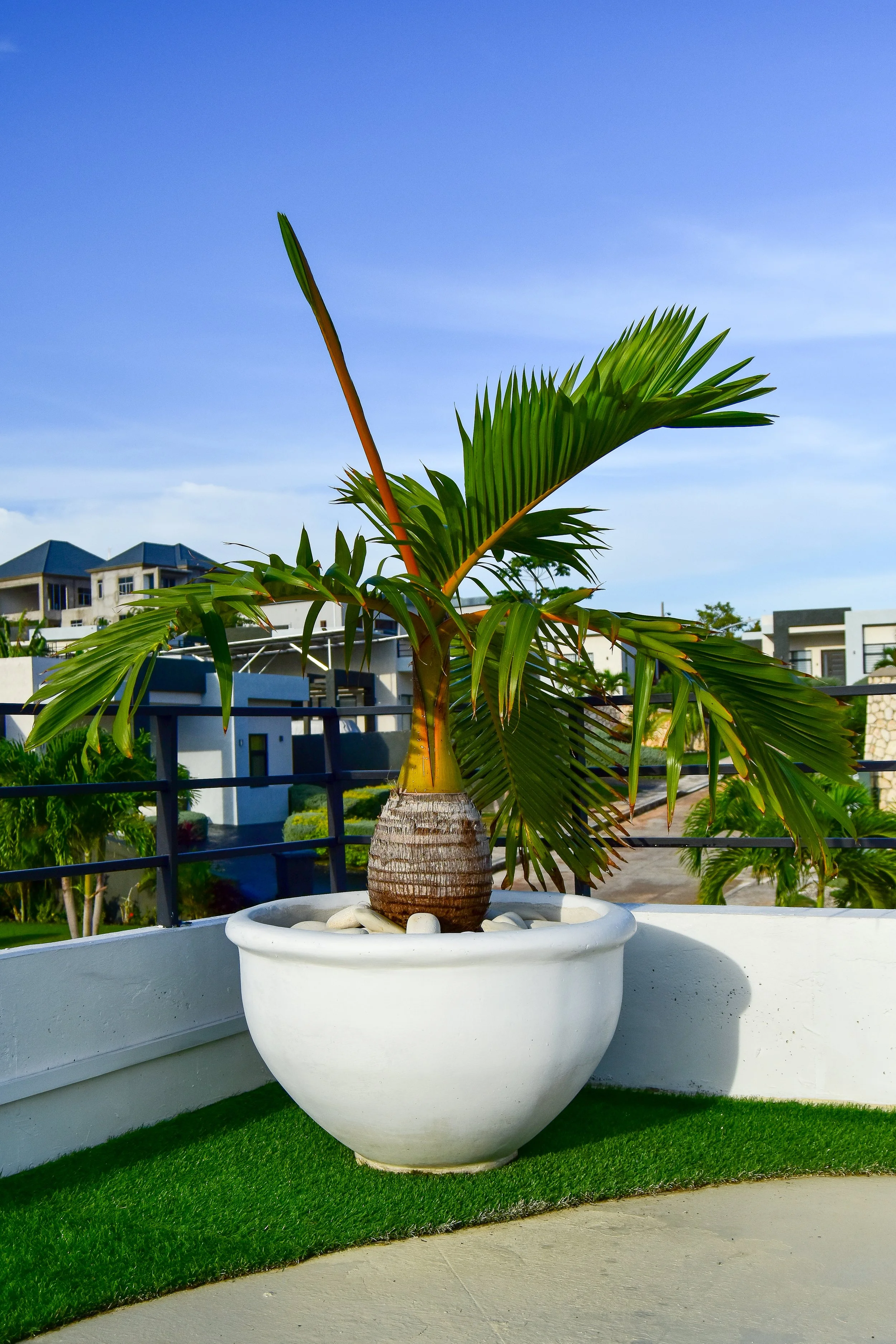 potted-palm-tree-rooftop-garden-landscape-design-modern-terrace.jpg