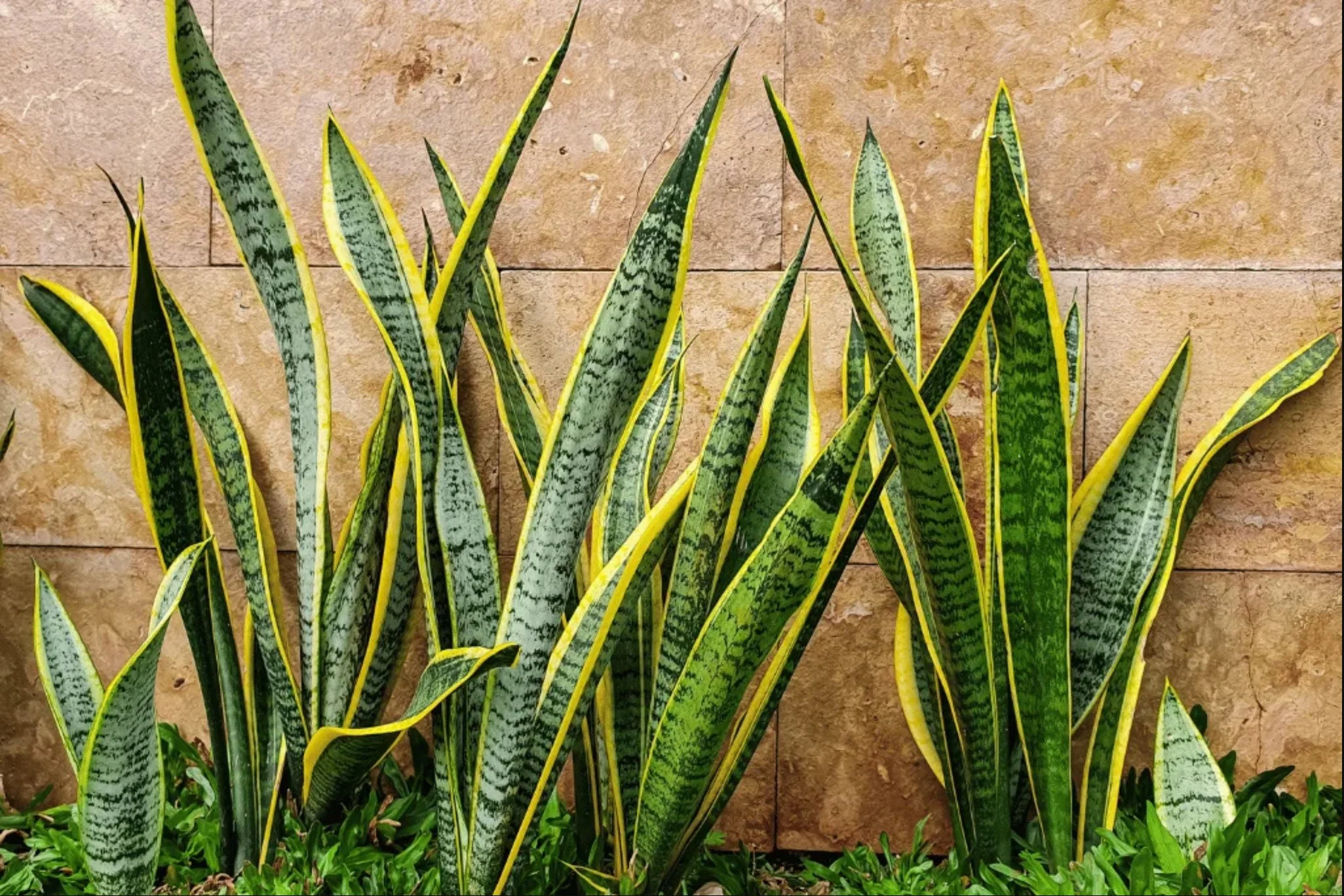 Snake Plant (Sansevieria) with tall variegated green and yellow leaves growing against a stone wall, used in Jamaica as a hardy, low-maintenance outdoor accent plant.