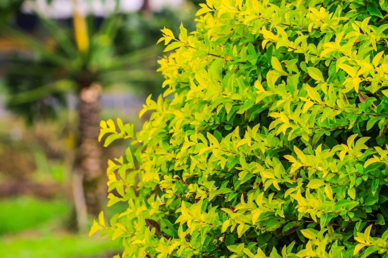 A bright gold mound duranta shrub with vibrant yellow-green foliage, commonly used in Jamaica for low-maintenance borders, accents, and tropical landscape color contrast.