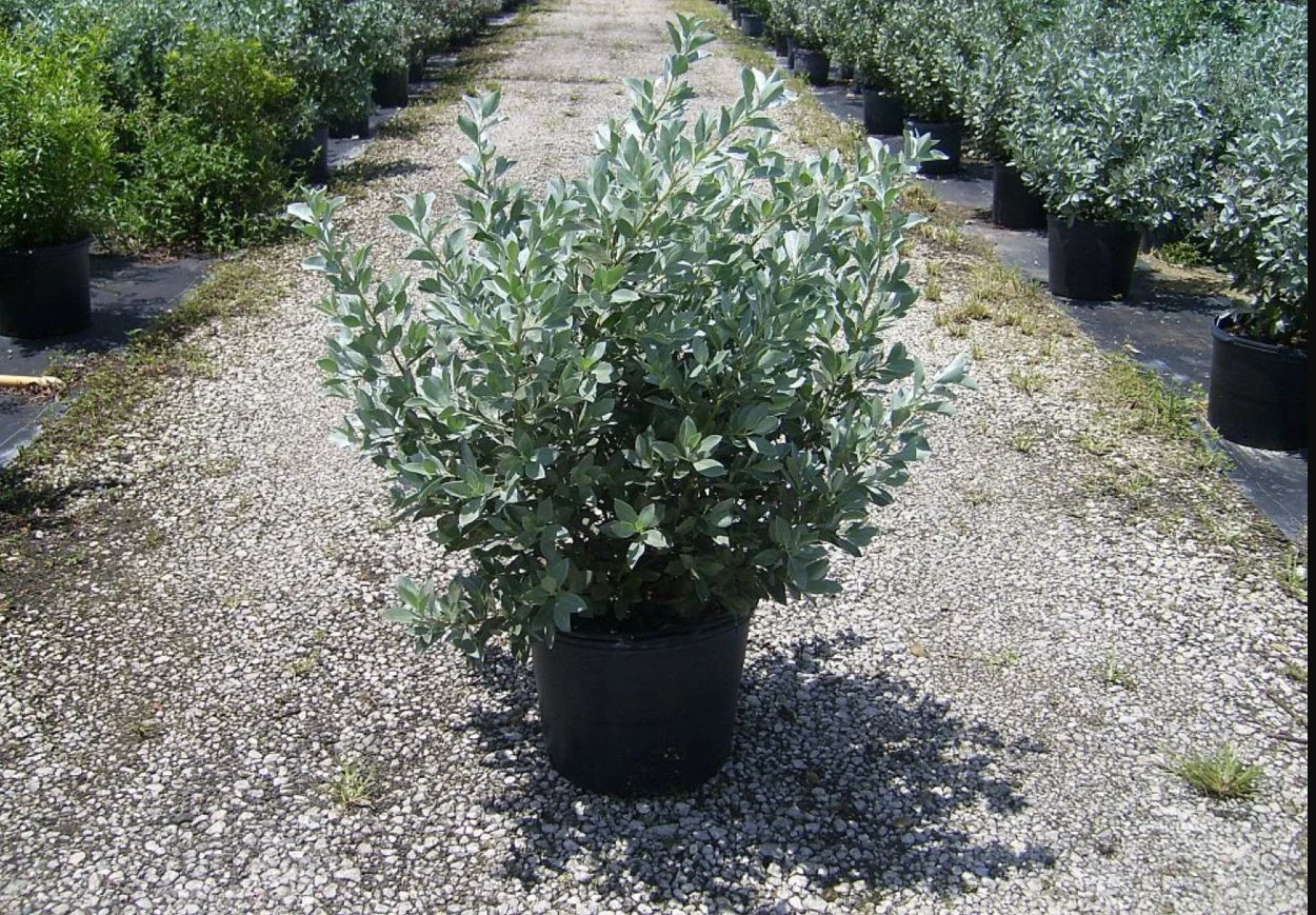 A healthy silver buttonwood shrub in a nursery pot showing dense silver-green foliage, illustrating one of the best low-maintenance plants for landscaping in Jamaica