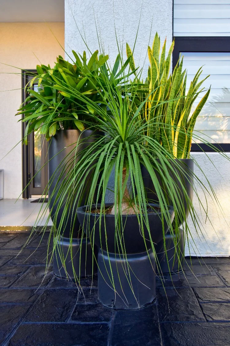 Large-potted-plants.jpg