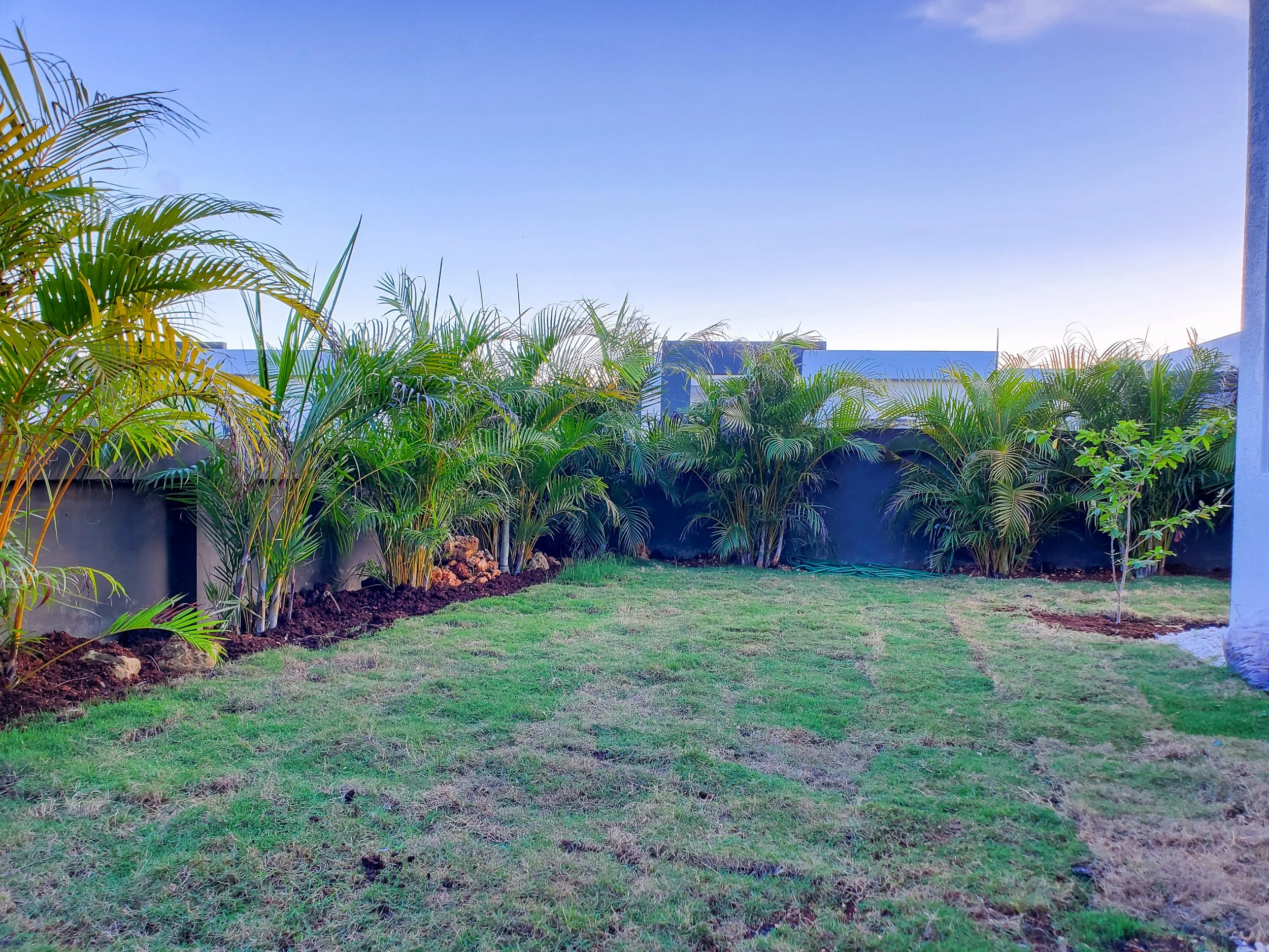 Before photo of the backyard space in Jamaica prior to AurumScape Ltd.’s landscape design transformation, showing newly planted palms and open grass area awaiting structural and design enhancements.