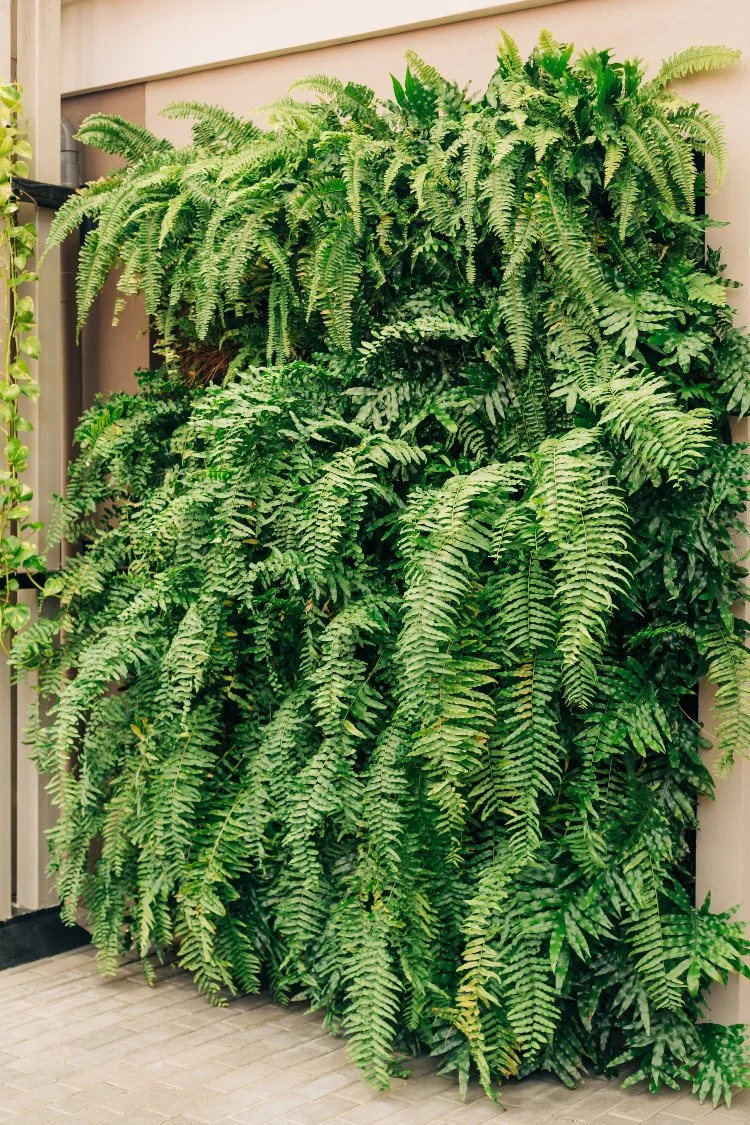 Vertical garden with lush green ferns installed on an exterior wall in Jamaica, designed by AurumScape.