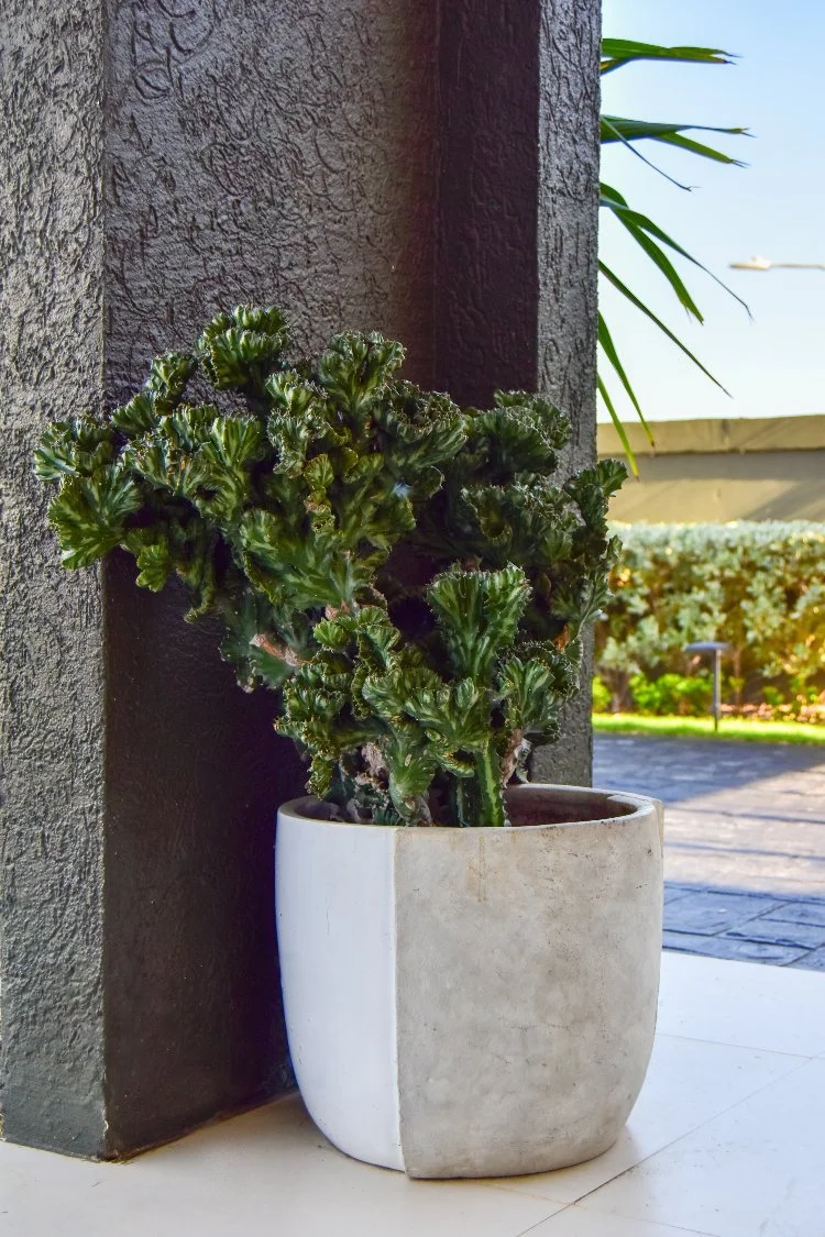 Modern concrete planter with sculptural succulent planting by AurumScape in Jamaica