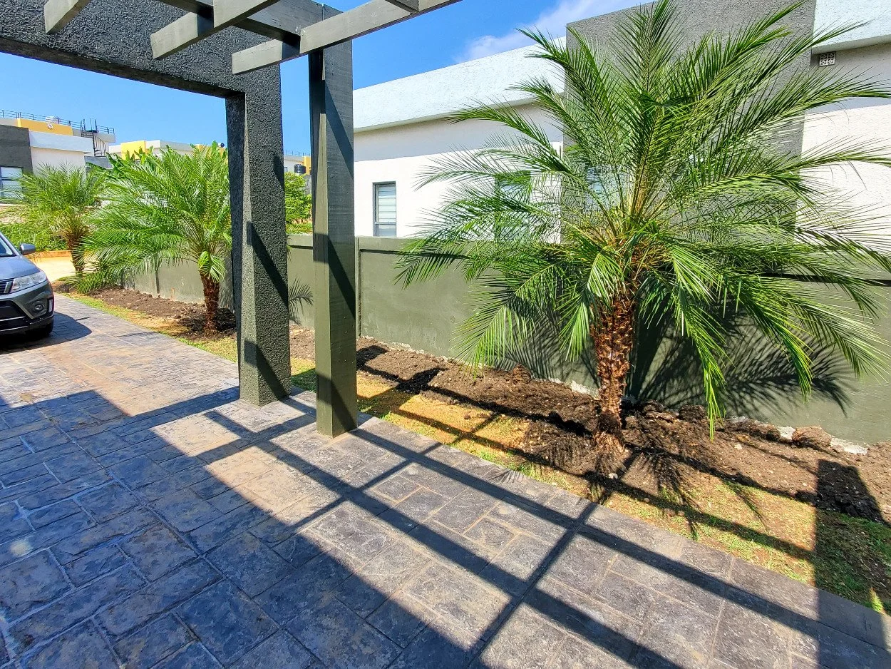 phoenix-palms-planted-at-landscaping-project.jpg