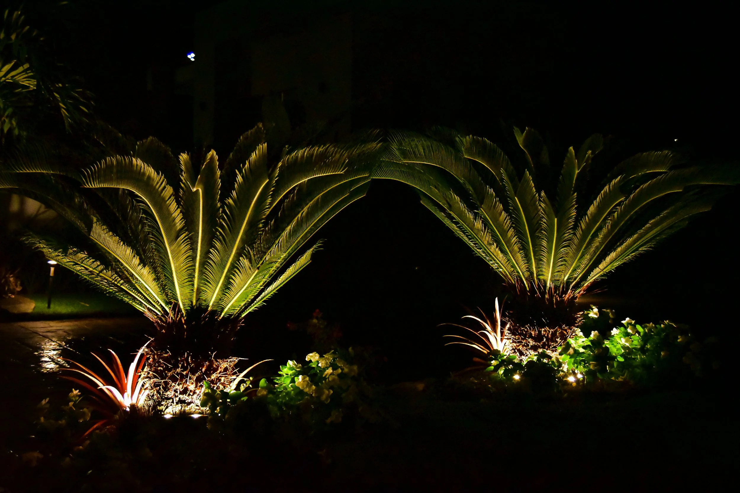 residential-landscape-lighting-cycad-palms-ocho-rios-jamaica-aurumscape.jpg