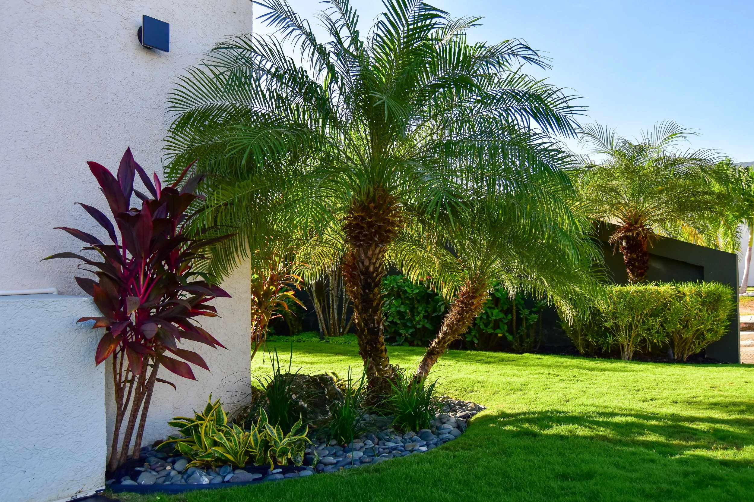 Tropical-landscaping-with-phoenix-palms.jpg
