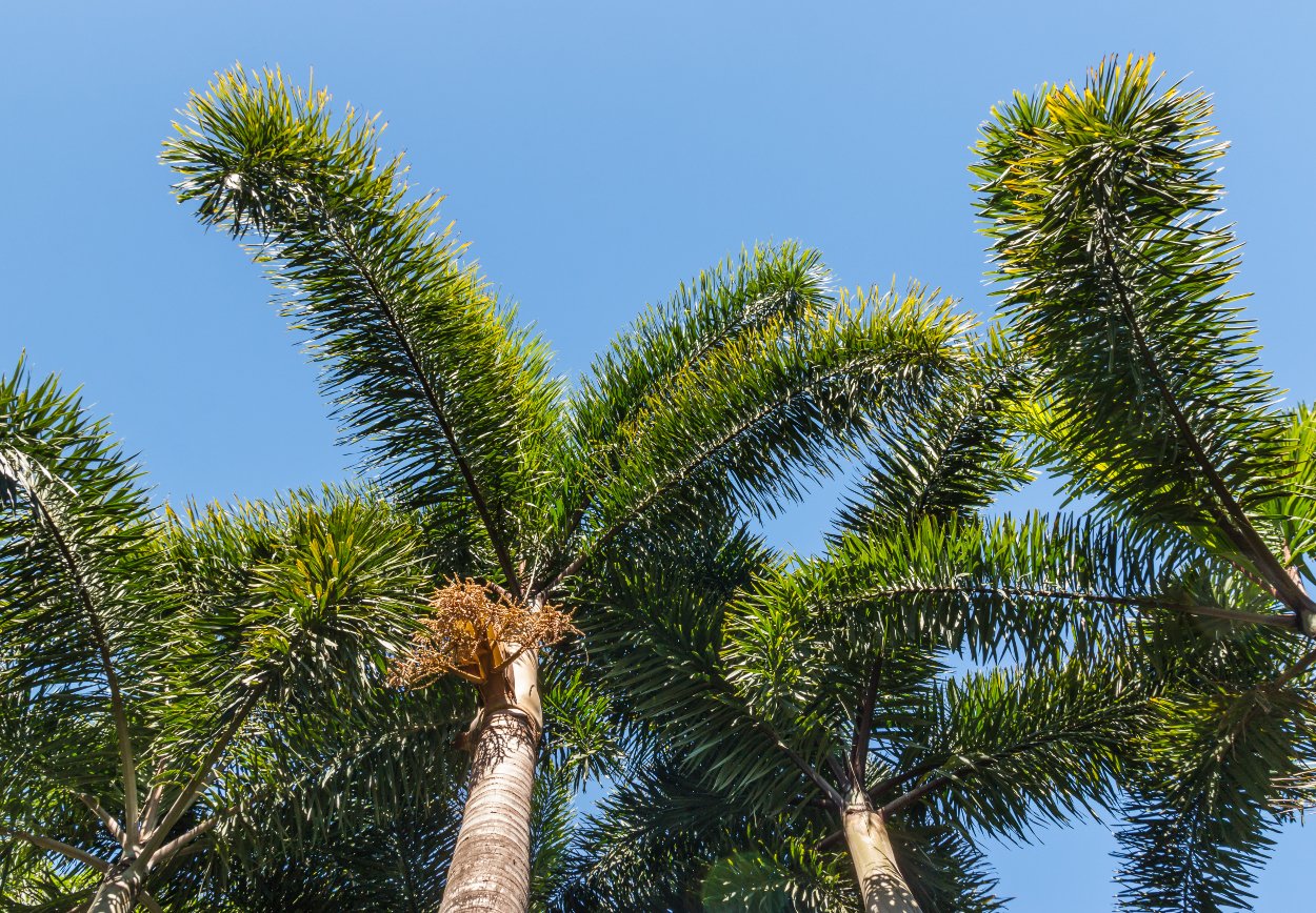 Beautiful foxtail palm trees shown against blue skies.