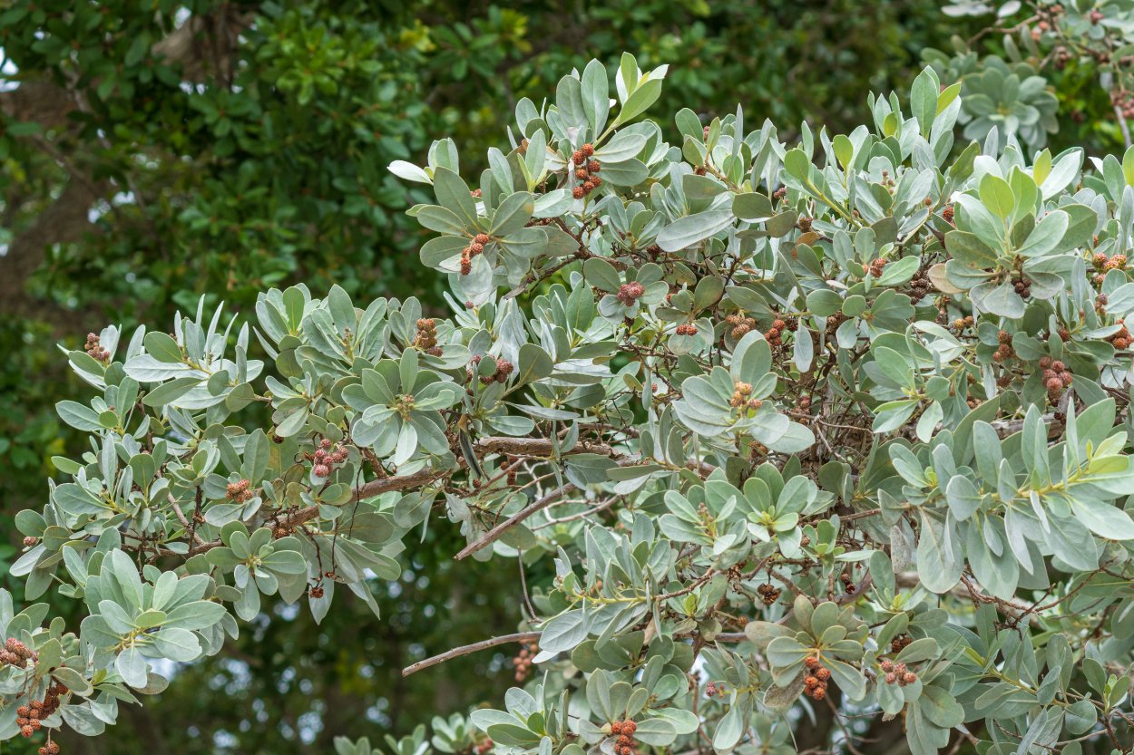 A mature Silver Buttonwood tree with dense silver-green foliage and small berry clusters, showing the drought- and salt-tolerant characteristics that make it ideal for coastal landscaping in Jamaica.