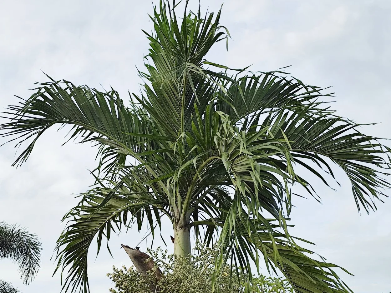 Picture showing the low maintenance christmas palm tree against cloudy sky