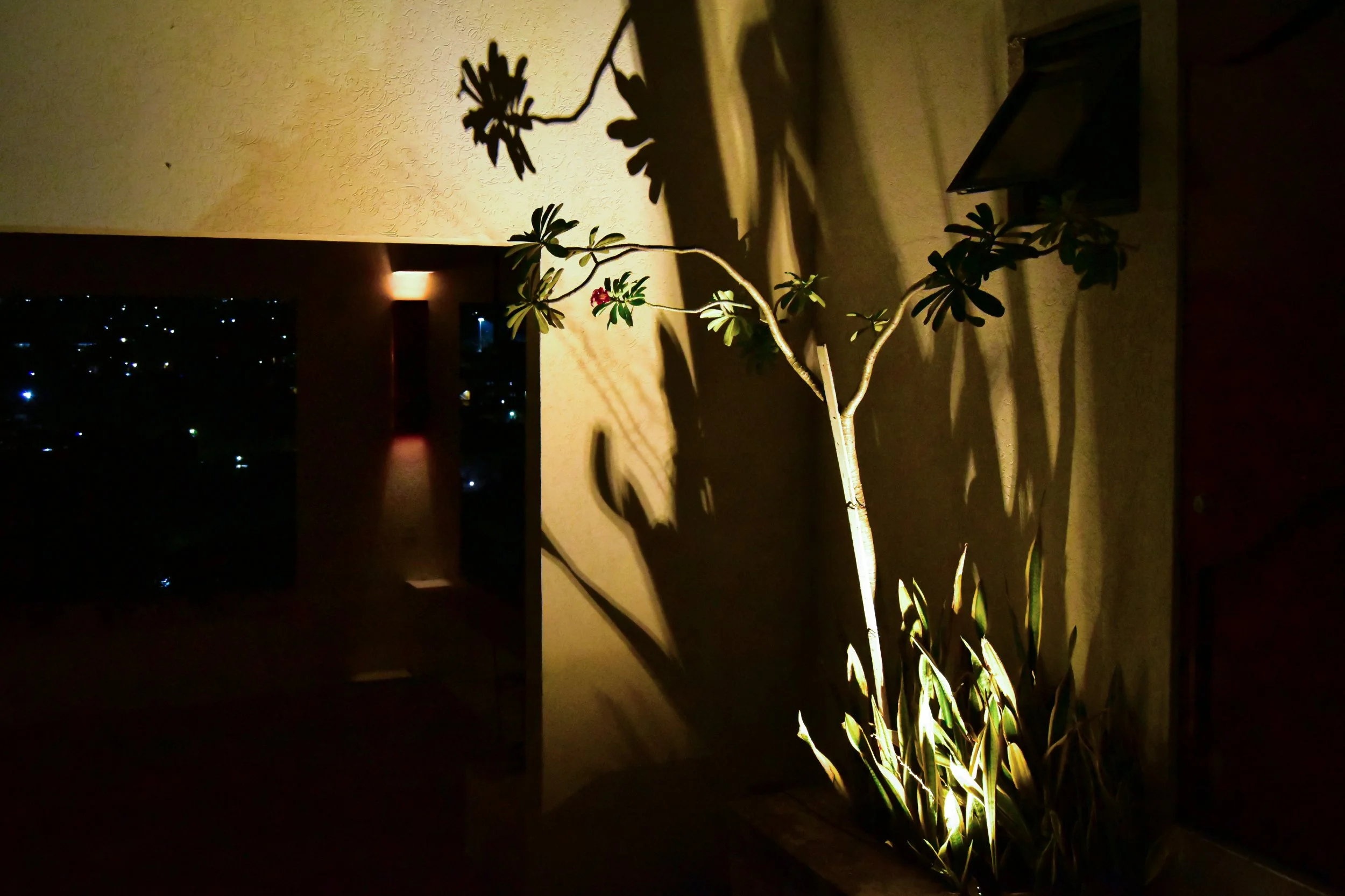 accent-tree-uplighting-architectural-wall-lighting-beverly-hills-kingston.jpg