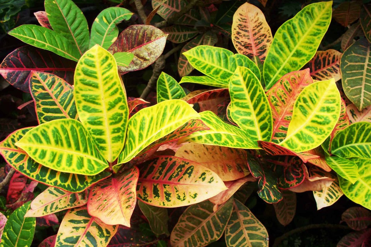 A colorful croton plant with vibrant yellow, green, red, and orange variegated leaves, commonly used in Jamaica for bold, low-maintenance tropical landscape accents.