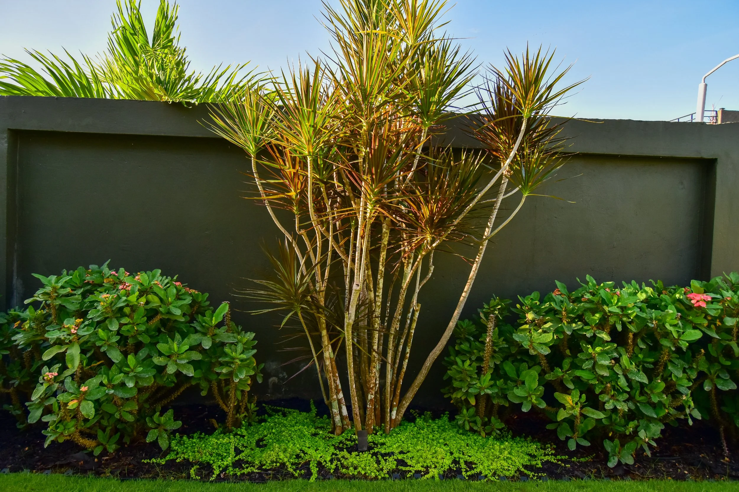 Dracaena and crown of thorns planting design along a modern boundary wall in Jamaica, installed by AurumScape.