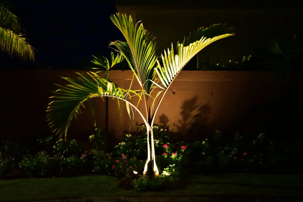 Uplighting highlighting a young palm tree and surrounding garden bed at night, creating dramatic shadows on the wall behind it.