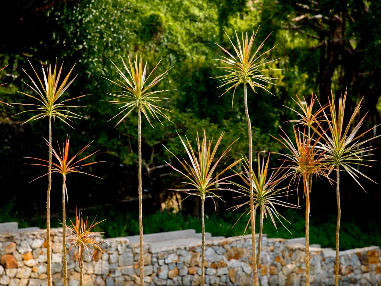 Tall Dracaena Marginata plants with slender trunks and spiky variegated foliage, used in Jamaica as low-maintenance architectural accent plants in modern landscape designs.