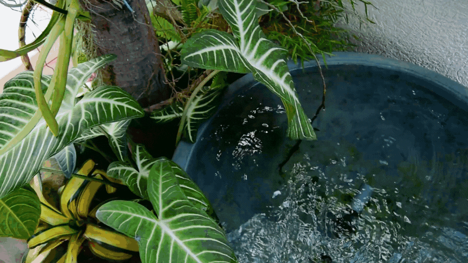 modern-backyard-water-feature-koi-pond-landscape-design.gif