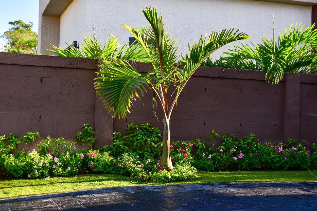 Bottle palm used as an architectural focal plant in a modern Jamaican landscape design by AurumScape.