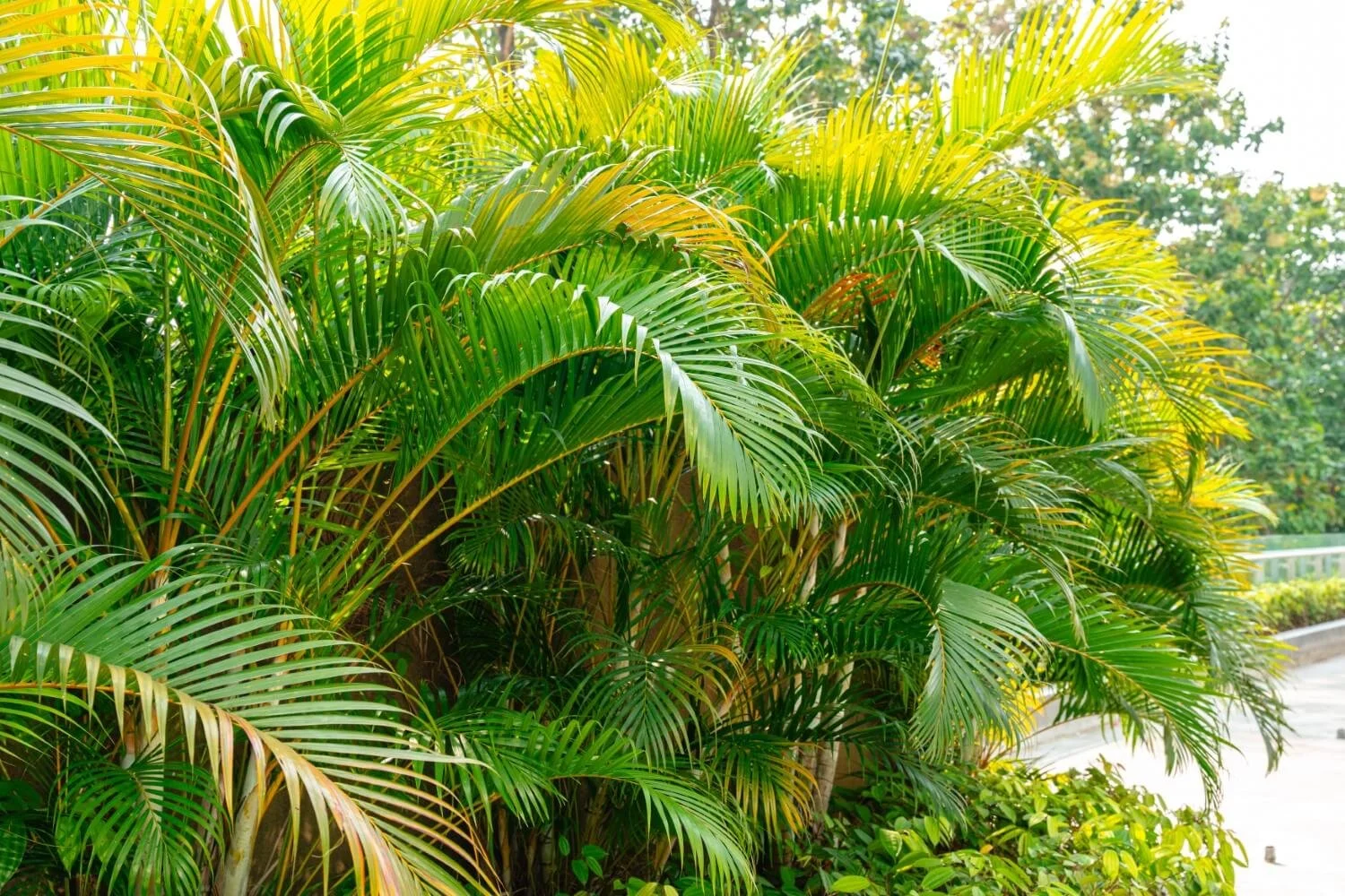Dense areca palm hedge used for privacy screening along a garden walkway in Jamaica, designed and installed by AurumScape