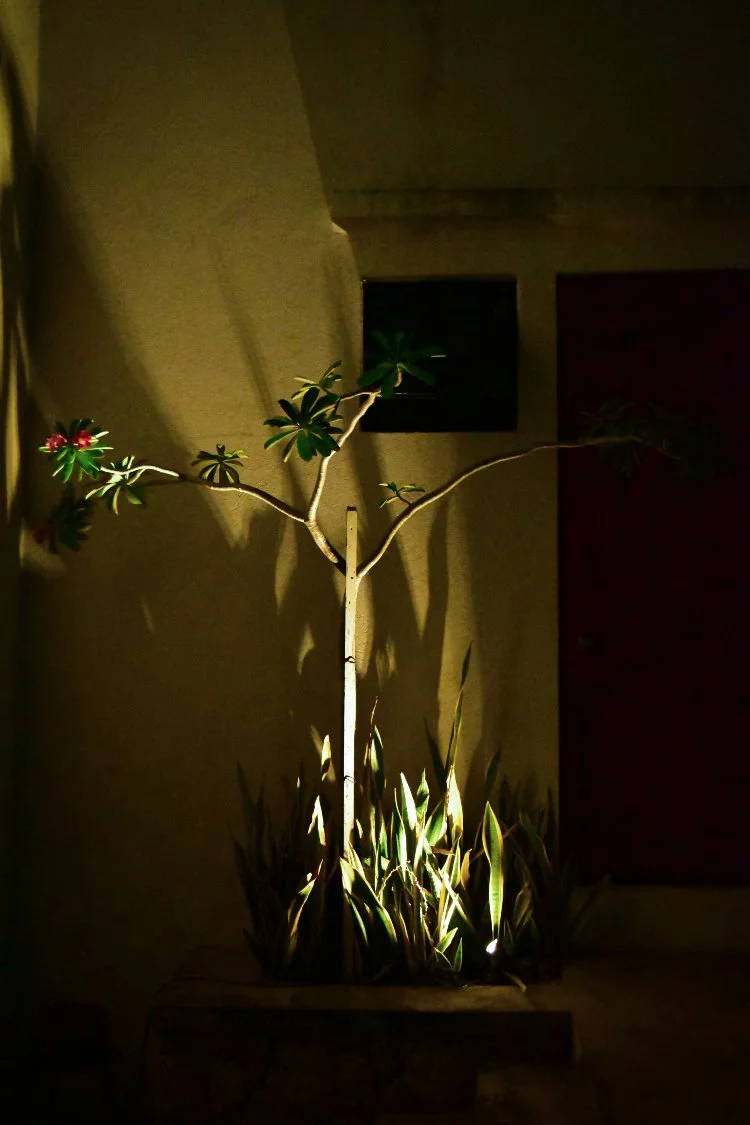 uplighted-frangipani-tree-landscape-lighting-beverly-hills-kingston.jpg