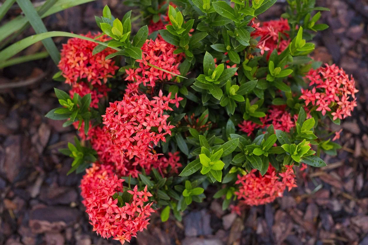 A vibrant dwarf Ixora shrub with clusters of red star-shaped flowers and glossy green leaves, commonly used in low-maintenance tropical landscaping across Jamaica.
