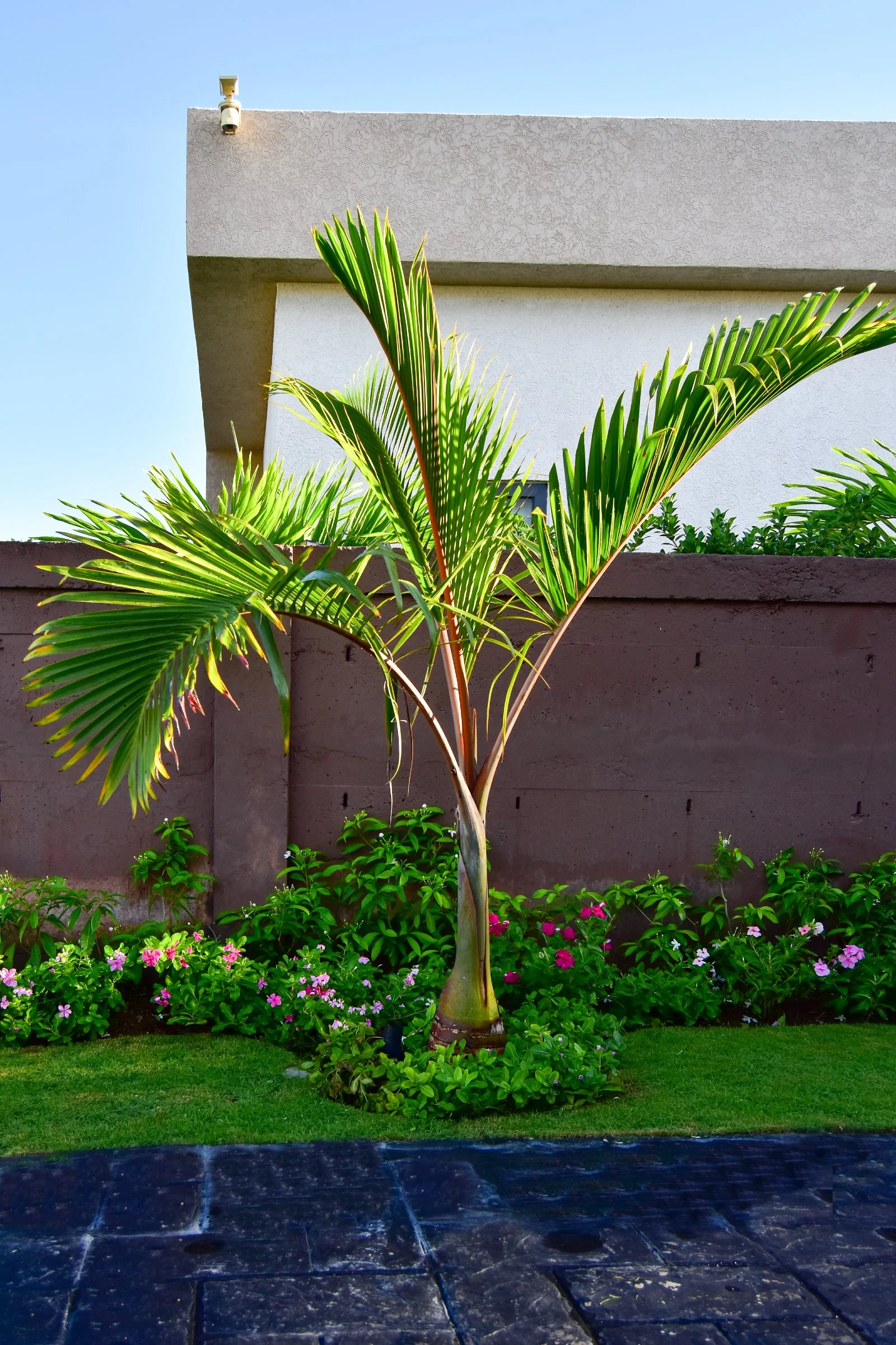 bottle-palm-landscape-design-ocho-rios-jamaica.jpg