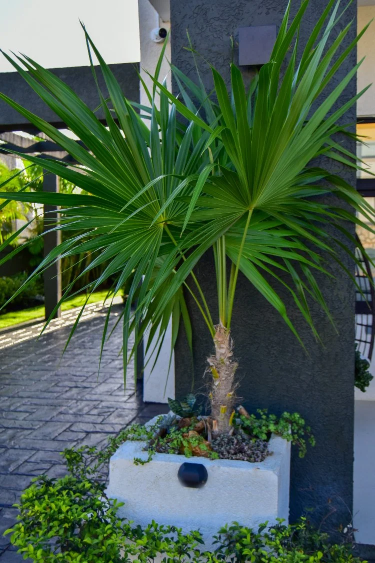 japanese-fan-palm-in-planter.jpg