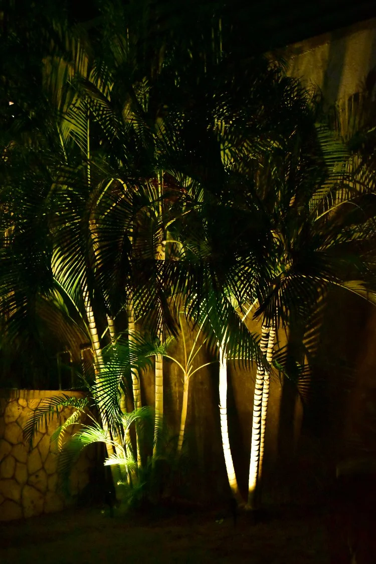 Tropical palm trees illuminated with warm landscape uplighting at night