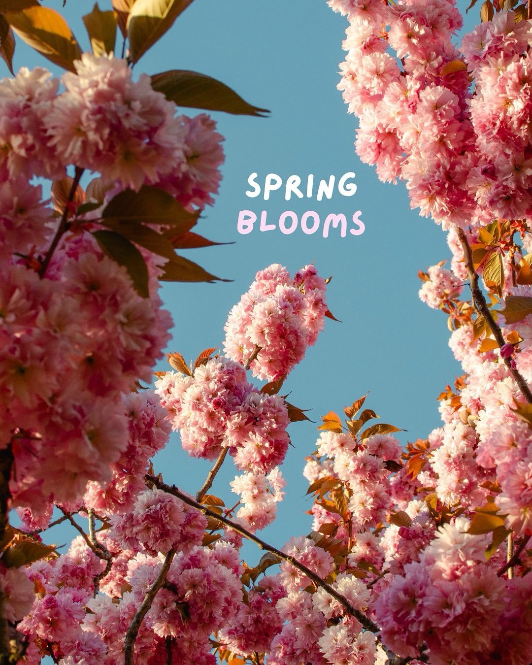 cherry blossom season is coming 🌸

#vancouverbc #cherryblossoms #springseason #travelphotography #vancouverphoto