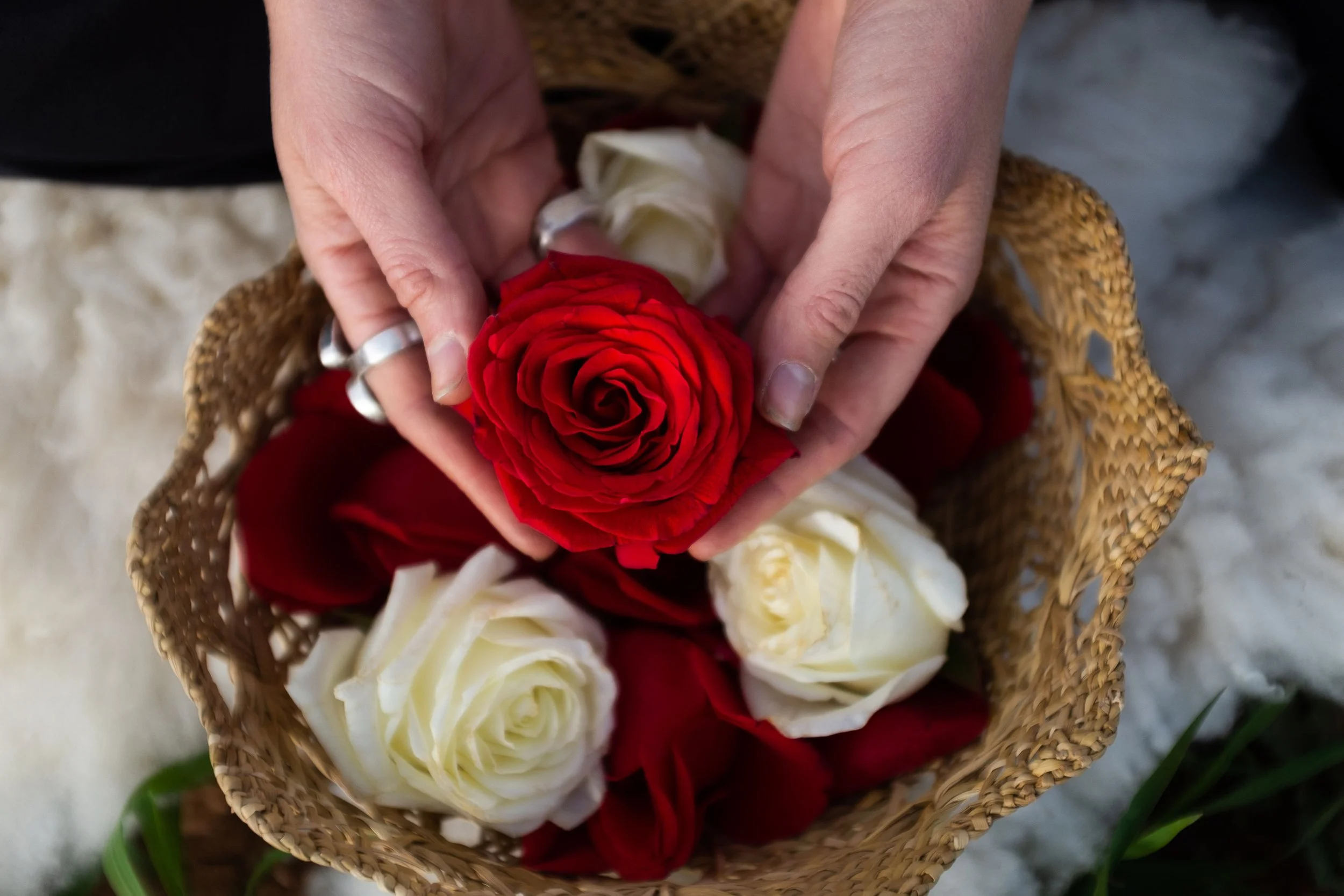 Two hands holding a red rose over a basket of white and red roses.